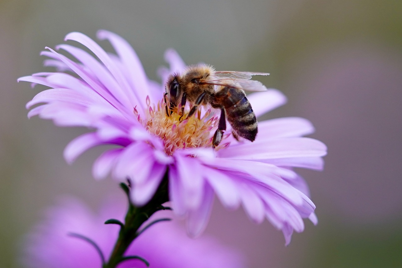 How to Create a Bee-Friendly Garden
